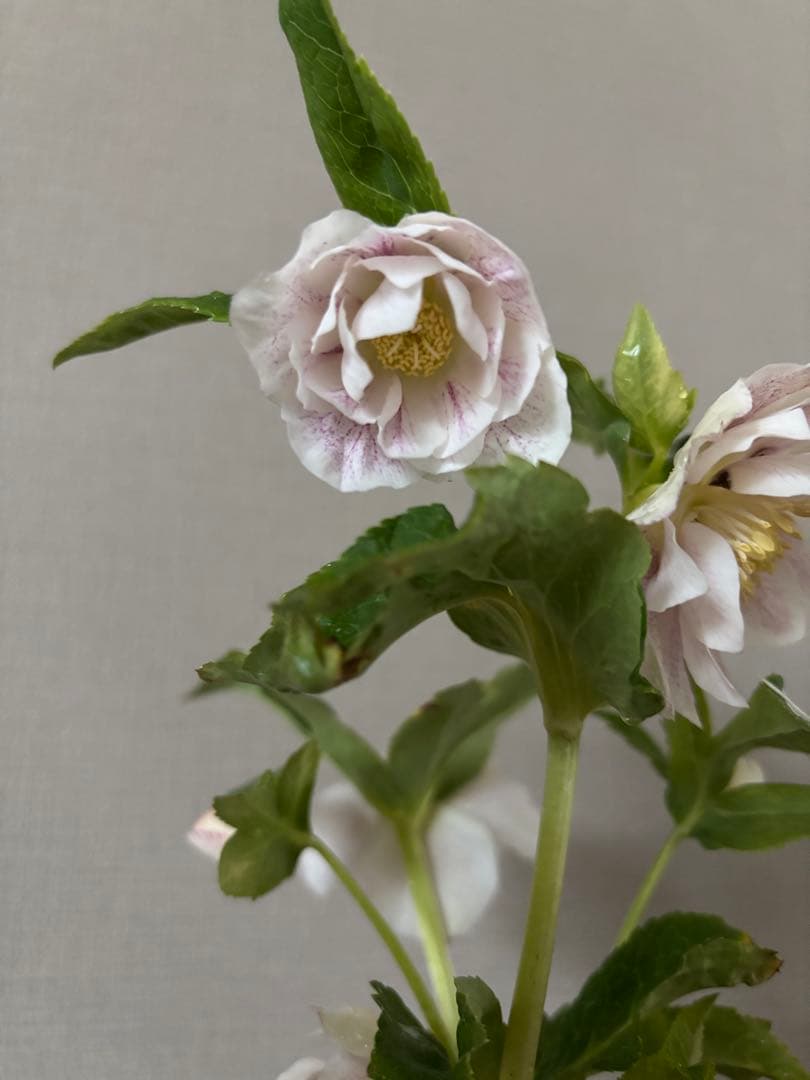 加藤農園　クリスマスローズ　プリマベーラxプリマベーラ　株分