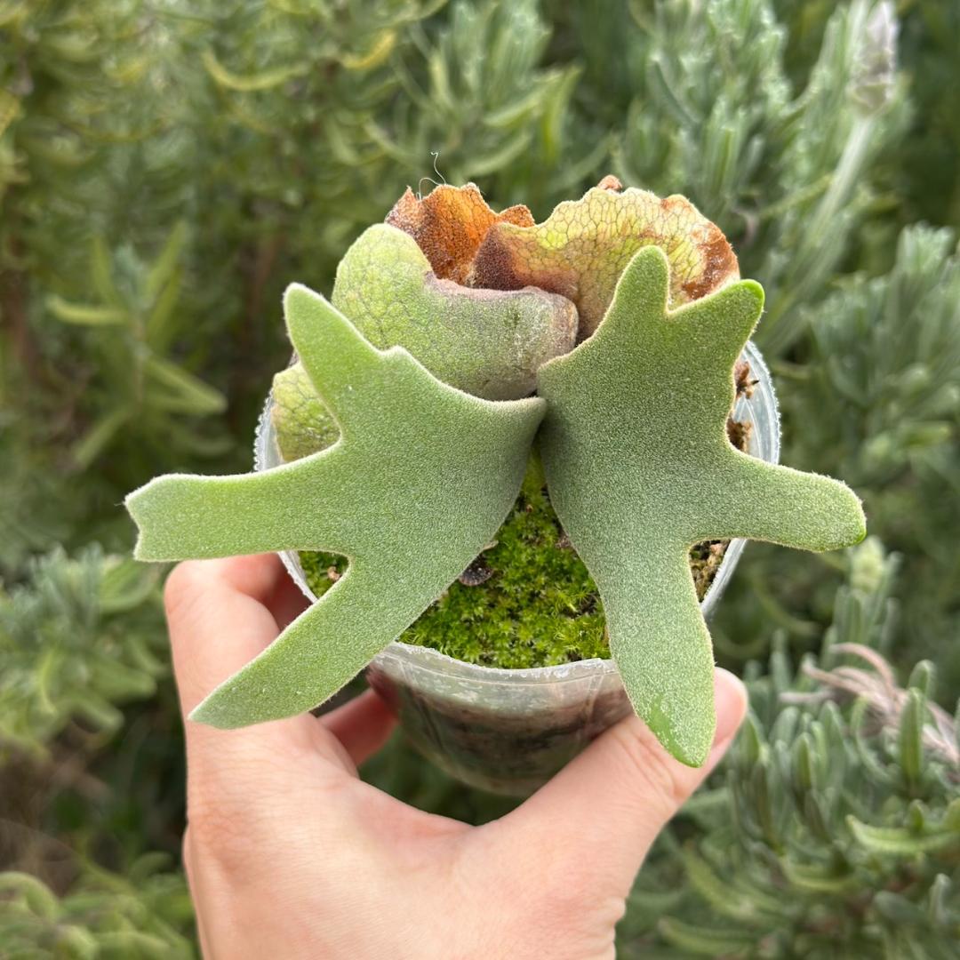 P.willinckii ’Nano’ spore 2610