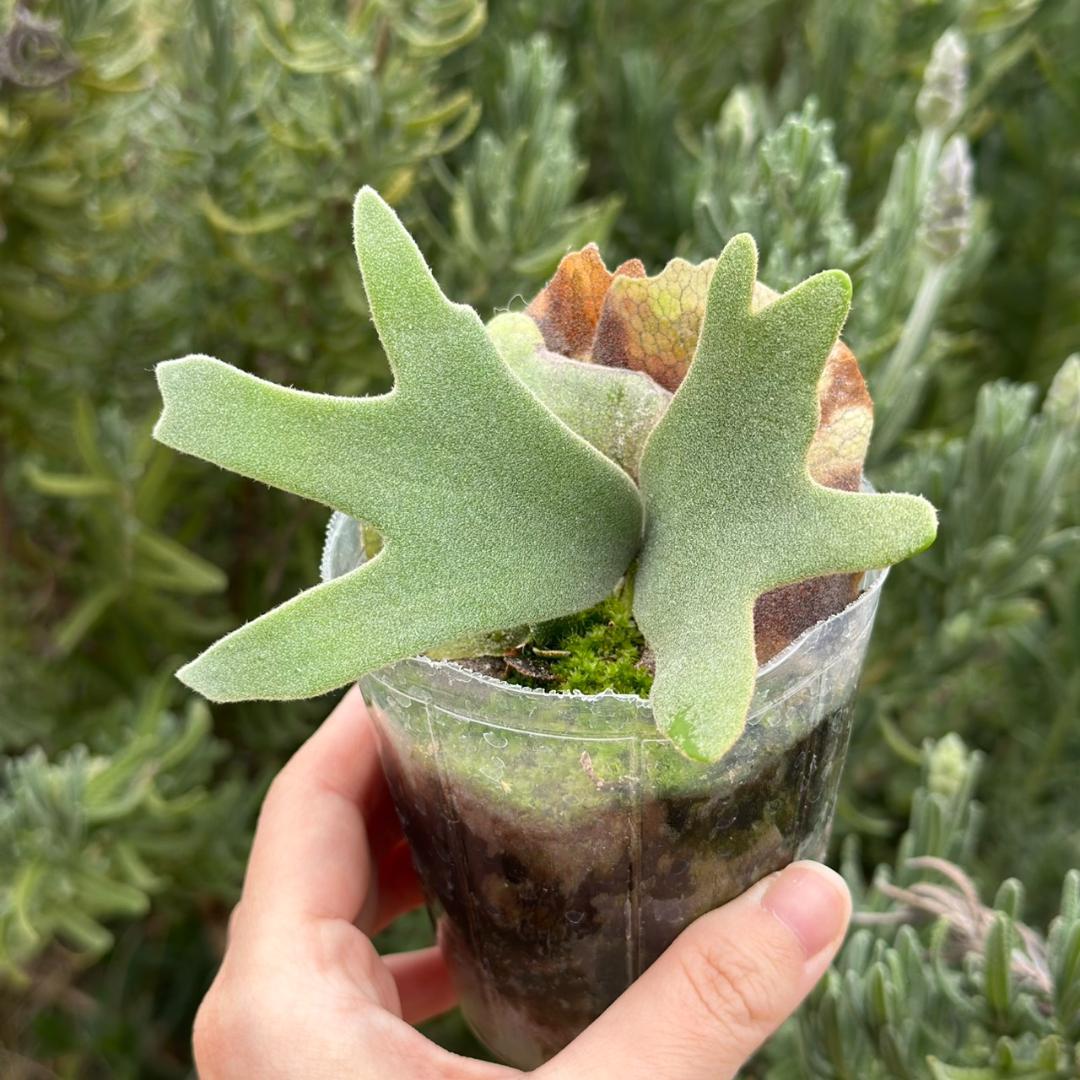 P.willinckii ’Nano’ spore 2610