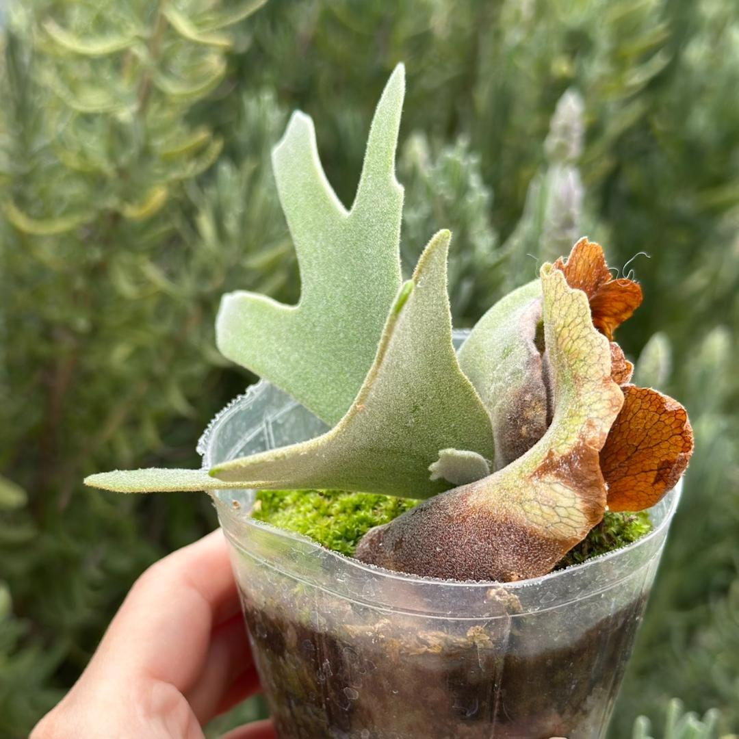 P.willinckii ’Nano’ spore 2610