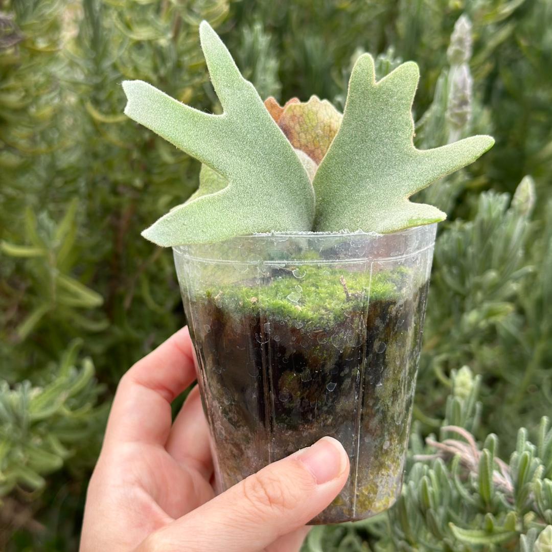 P.willinckii ’Nano’ spore 2610