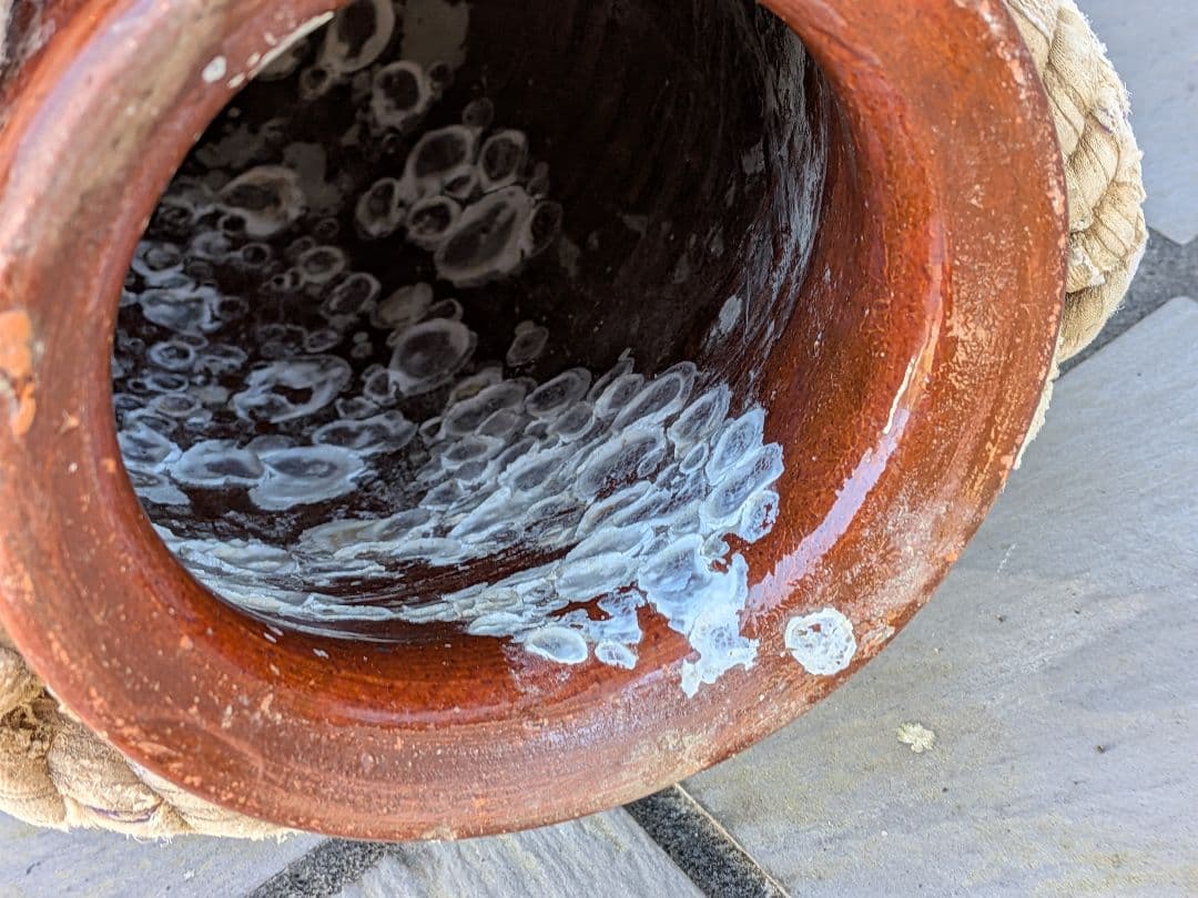 瀬戸内海海上がり全長２８Ｘ口幅１３Ｘ胴径６０Ｘ重さ２キロ風流な綱付大ダコ蛸壺飾り