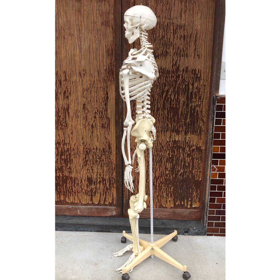 3B 人体模型 等身大 ドイツ 3B Scientific社 全身骨格模型