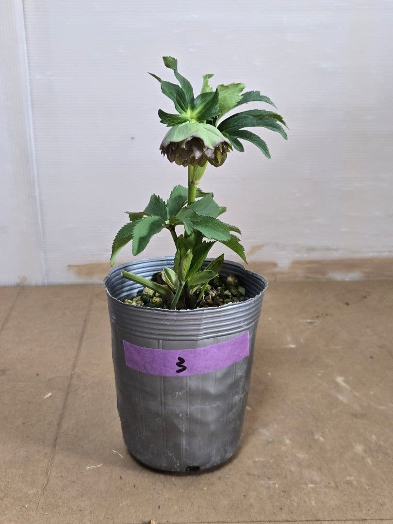 ☆クリスマスローズ☆銀ポット☆