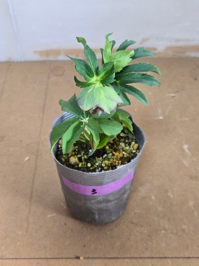 ☆クリスマスローズ☆銀ポット☆