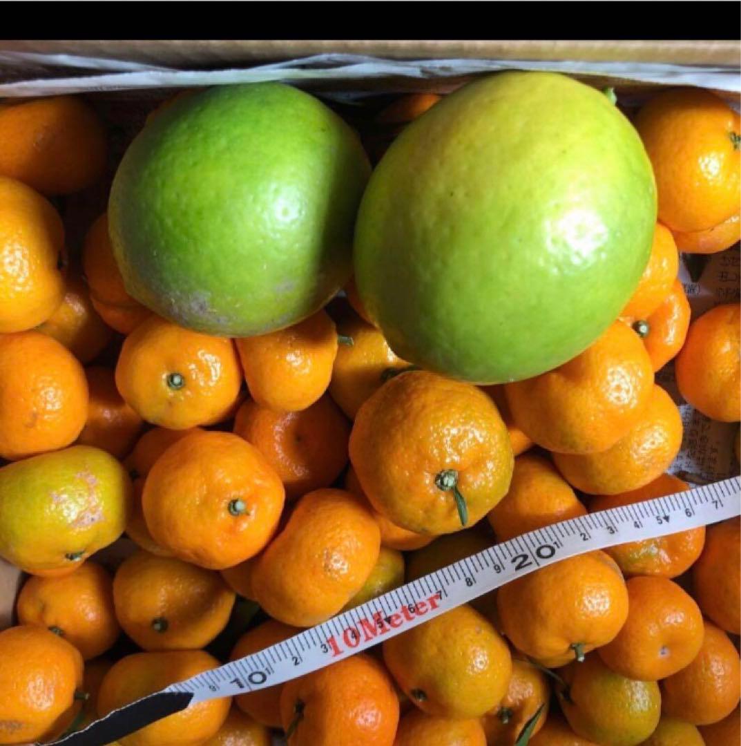 小みかん　レモン　国産無農薬