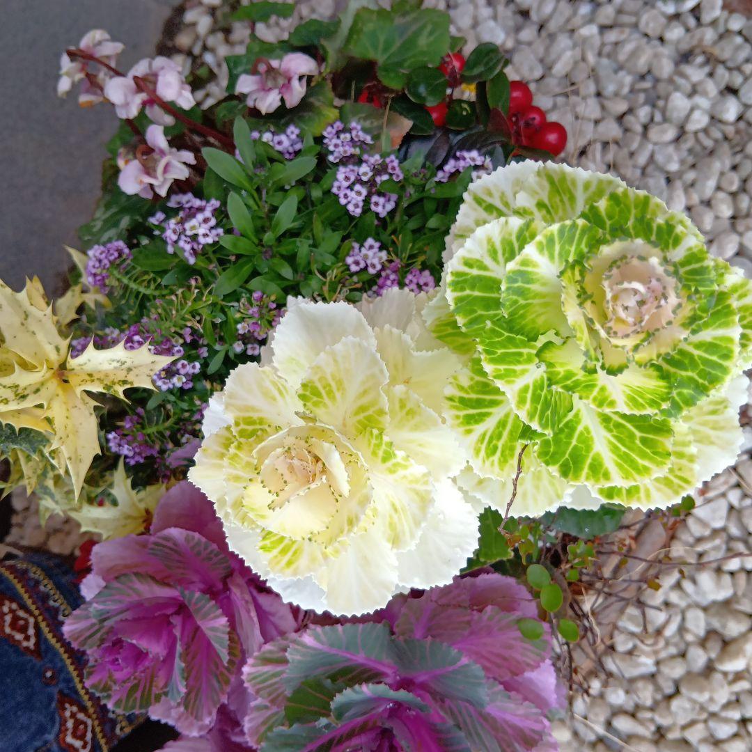 春の草花と観葉植物　7種　寄せ植え　8号　テラコッタ鉢