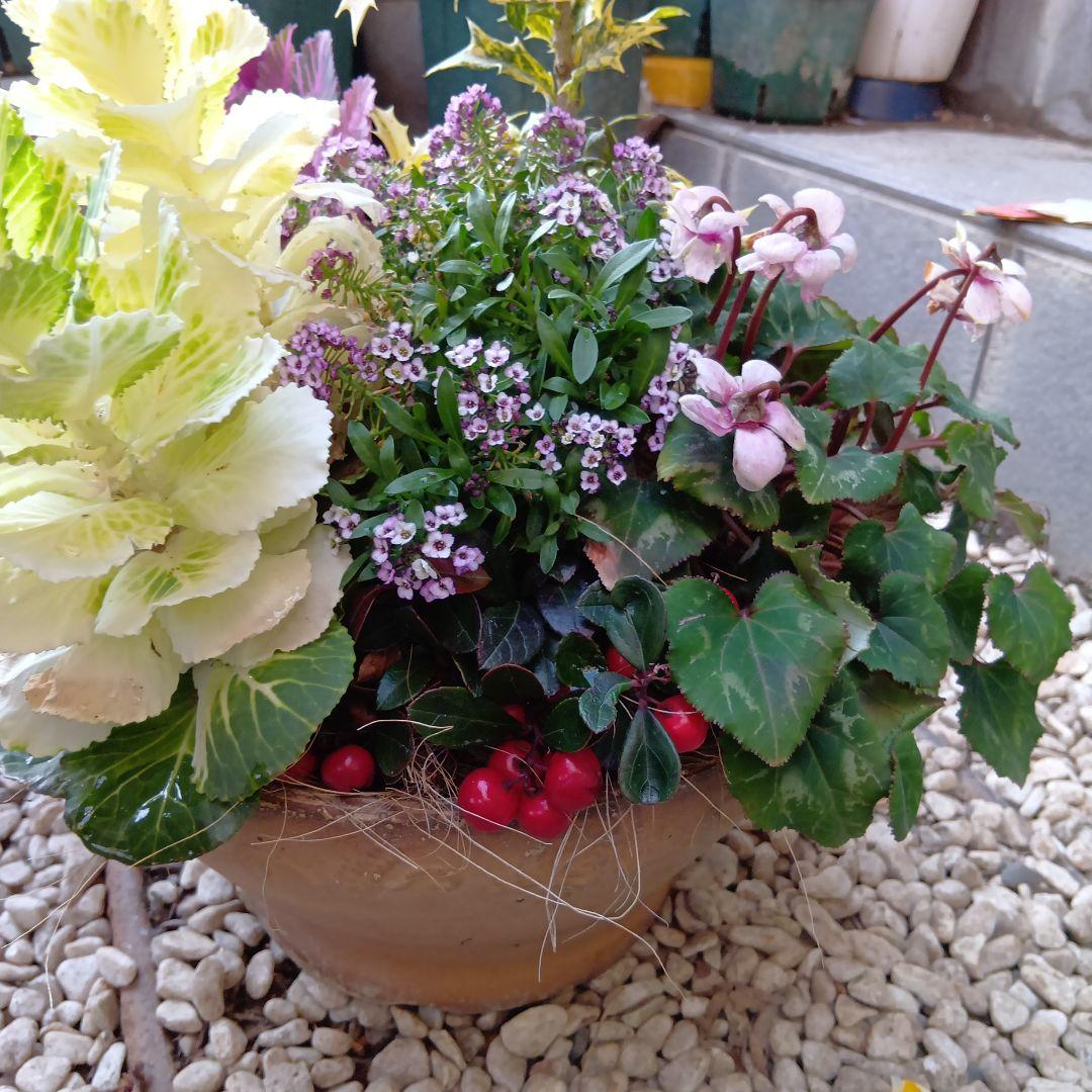 春の草花と観葉植物　7種　寄せ植え　8号　テラコッタ鉢