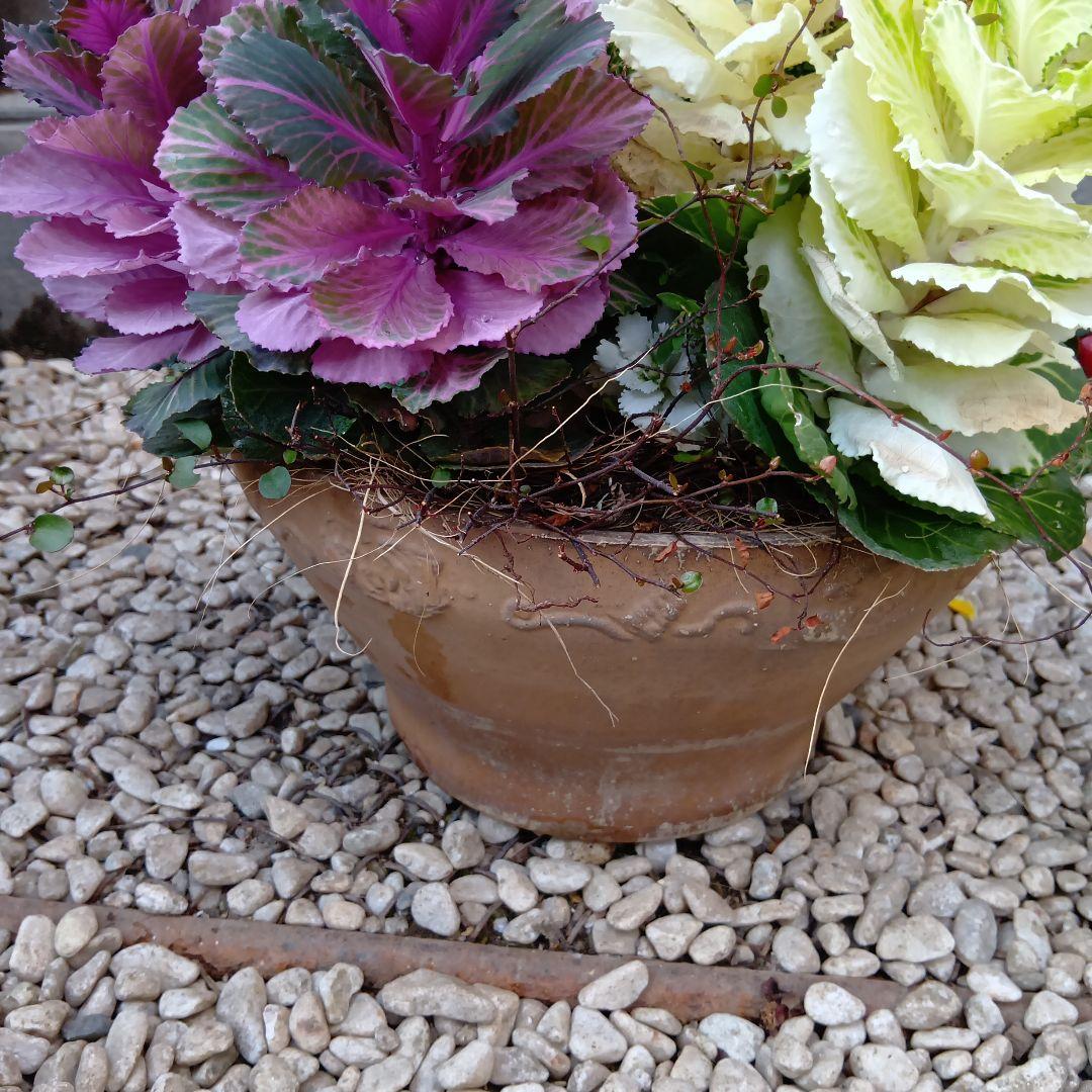 春の草花と観葉植物　7種　寄せ植え　8号　テラコッタ鉢