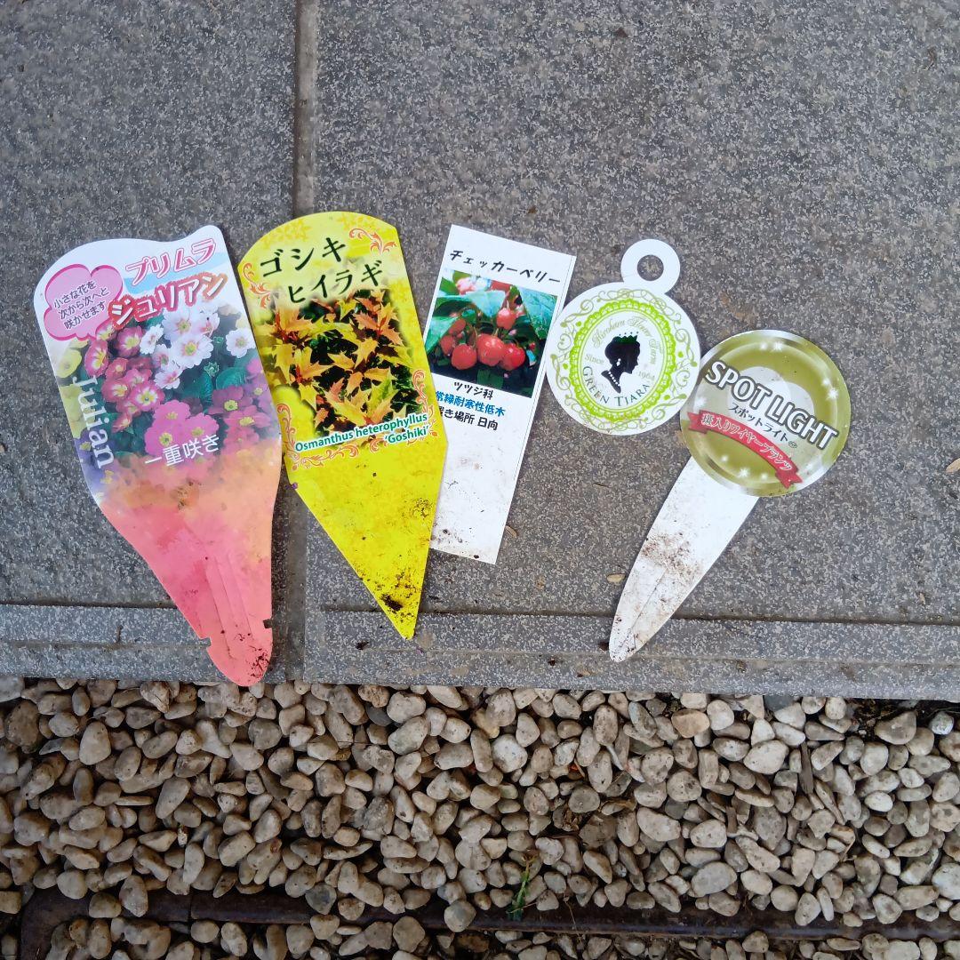 春の草花と観葉植物　7種　寄せ植え　8号　テラコッタ鉢