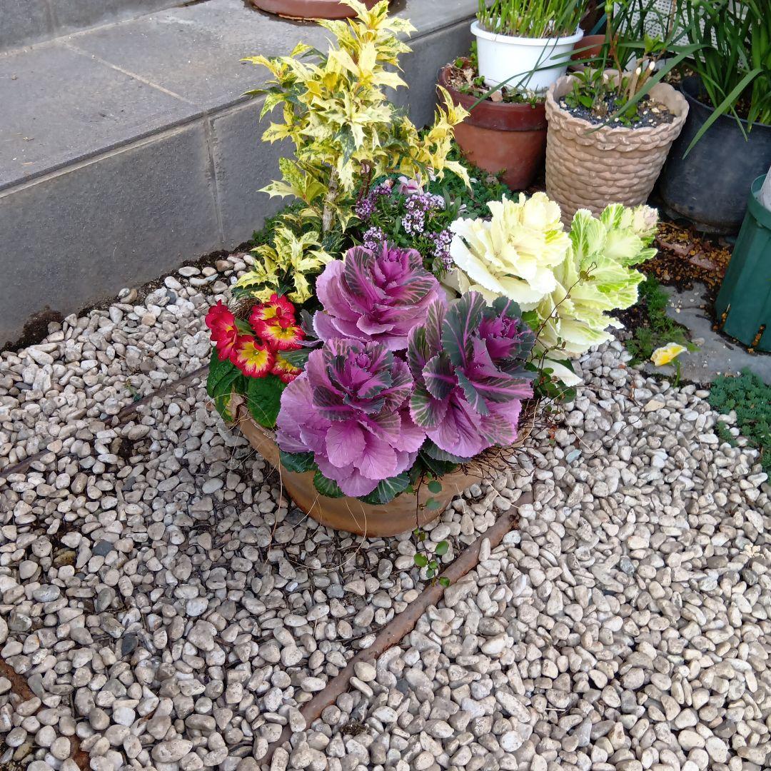 春の草花と観葉植物　7種　寄せ植え　8号　テラコッタ鉢