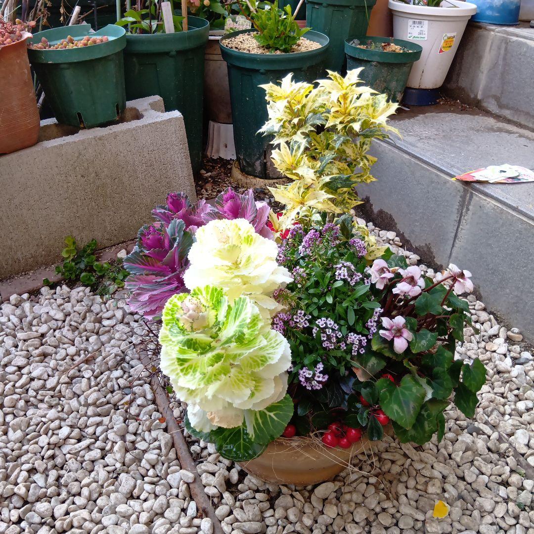 春の草花と観葉植物　7種　寄せ植え　8号　テラコッタ鉢