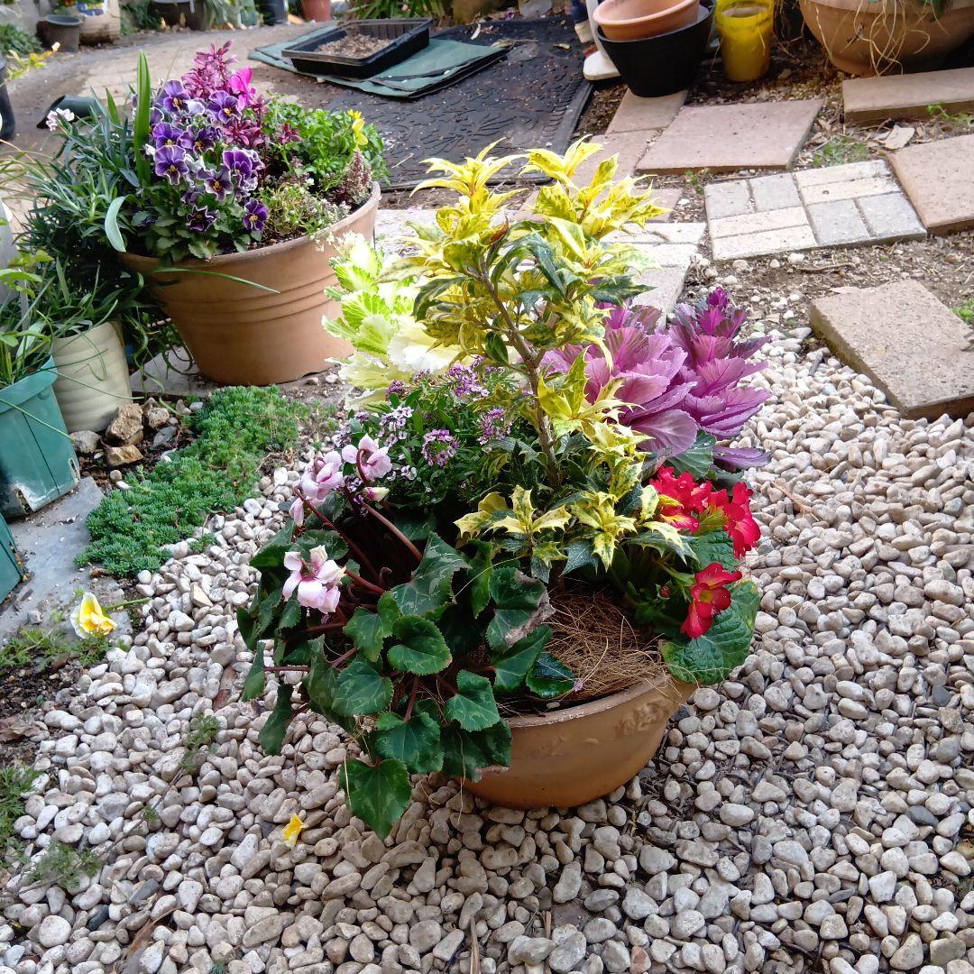 春の草花と観葉植物　7種　寄せ植え　8号　テラコッタ鉢