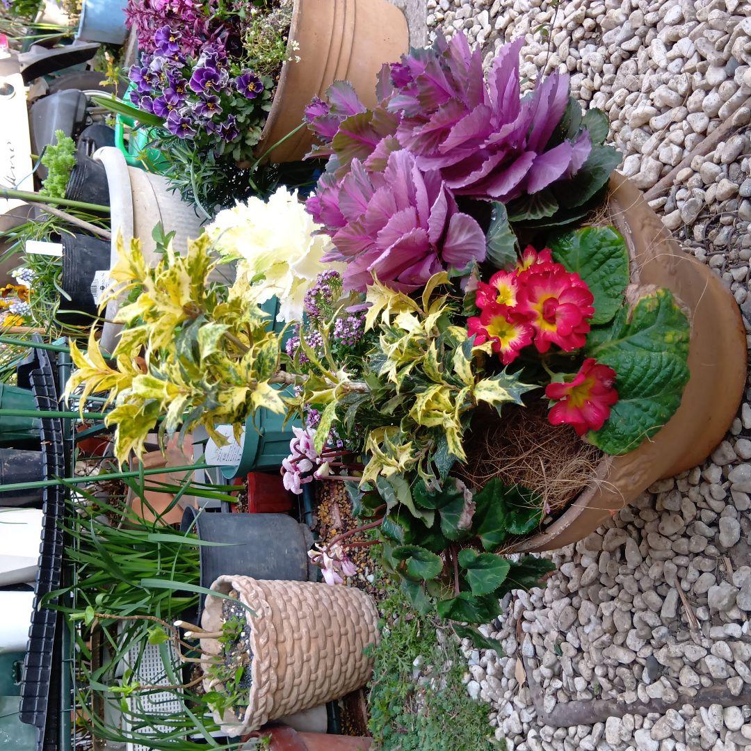 春の草花と観葉植物　7種　寄せ植え　8号　テラコッタ鉢