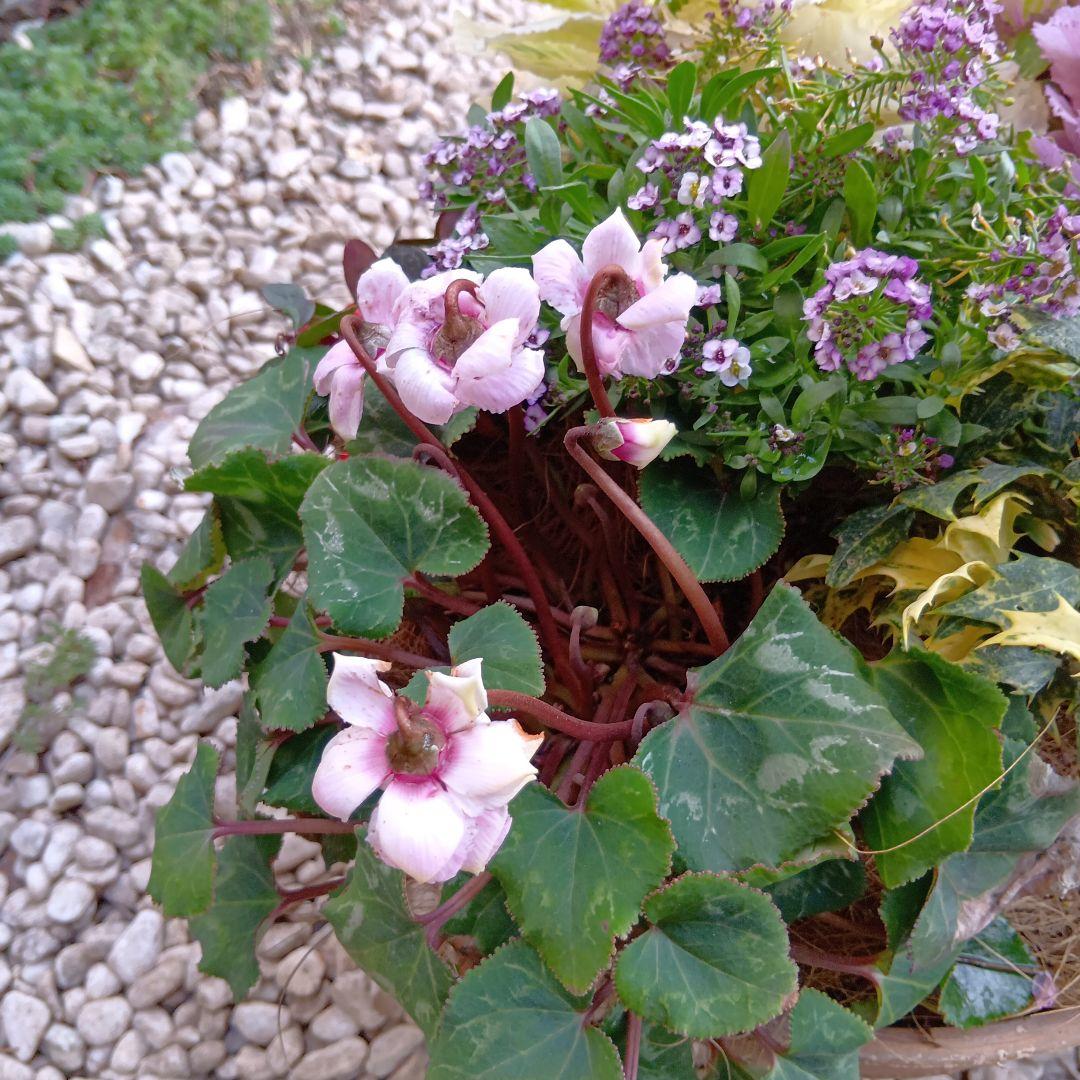 春の草花と観葉植物　7種　寄せ植え　8号　テラコッタ鉢