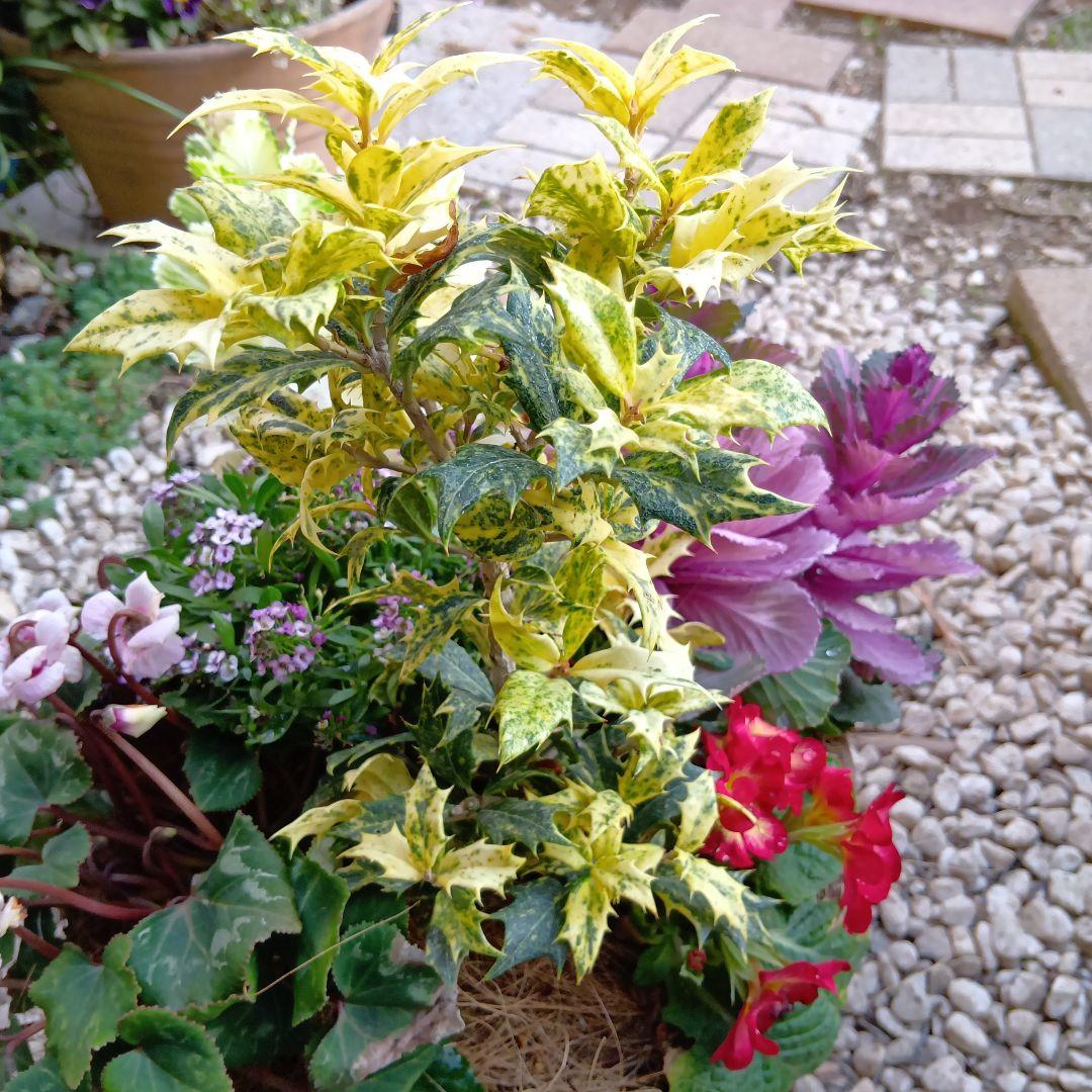 春の草花と観葉植物　7種　寄せ植え　8号　テラコッタ鉢