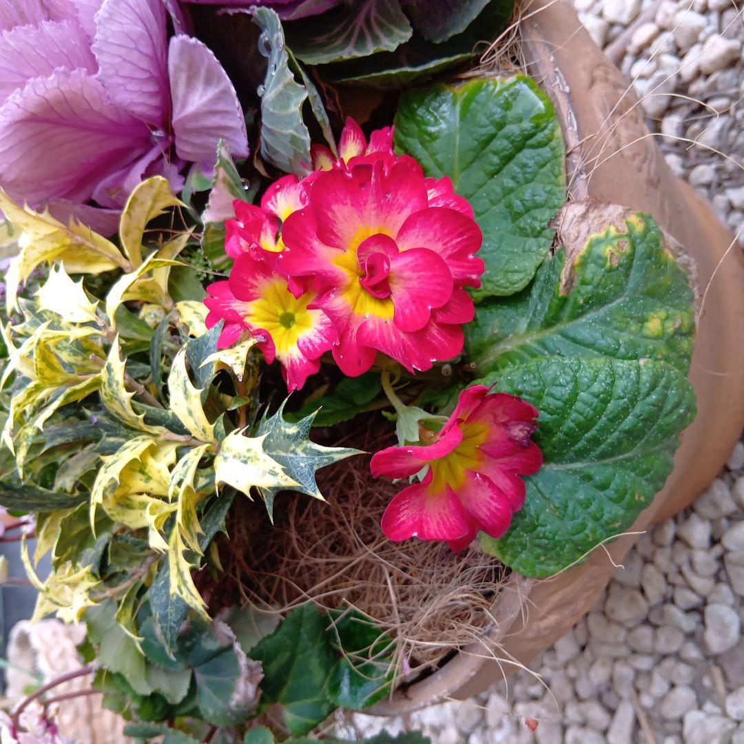 春の草花と観葉植物　7種　寄せ植え　8号　テラコッタ鉢