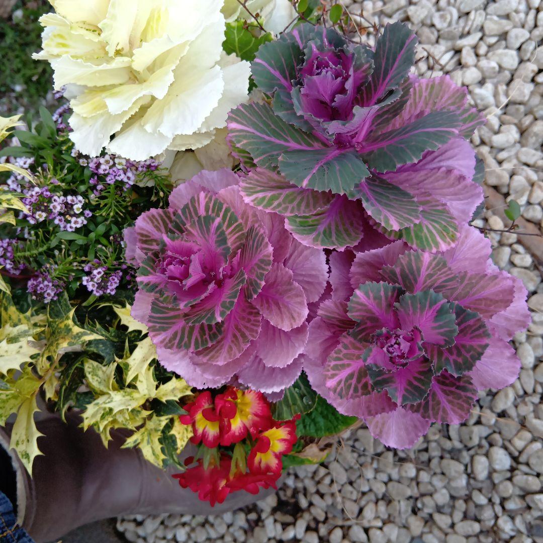 春の草花と観葉植物　7種　寄せ植え　8号　テラコッタ鉢