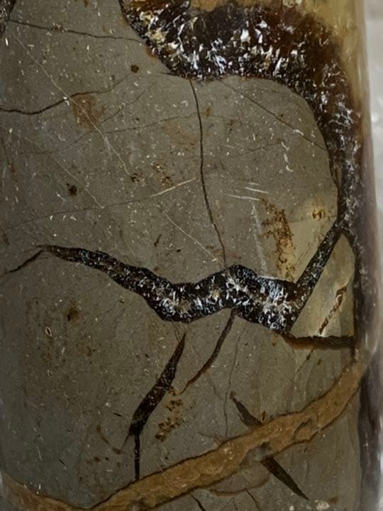 マダガスカル産　セプタリアン