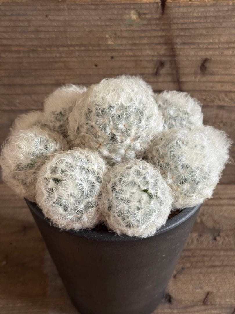 【羽衣タイプ】マミラリア 白星 雪絹丸 大福丸 希望丸 姫春星 白鳥