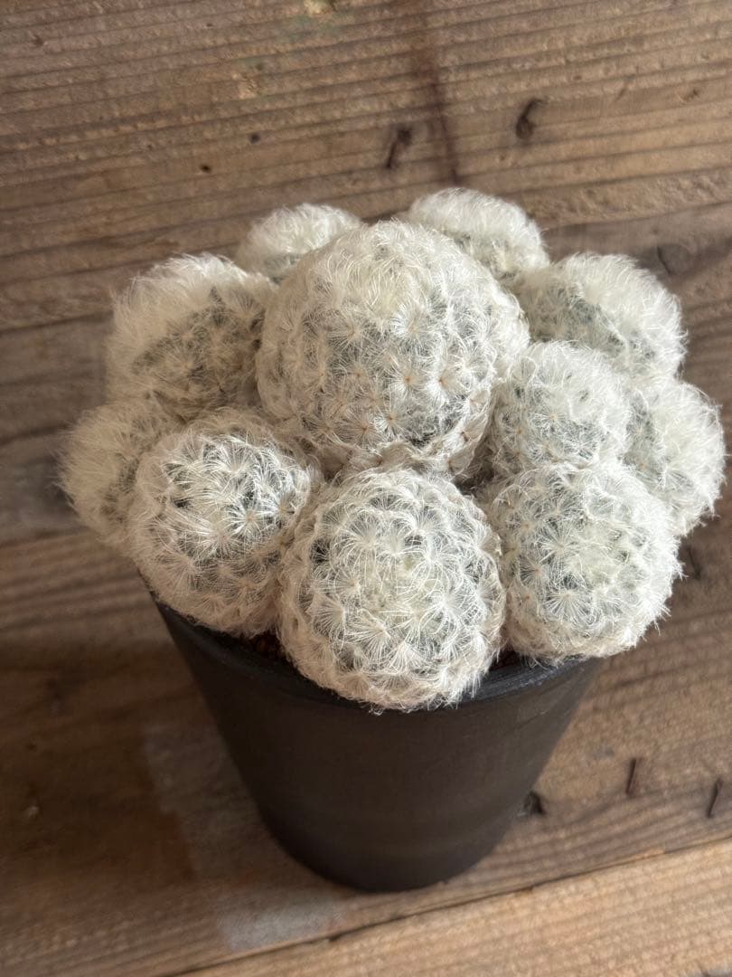 【羽衣タイプ】マミラリア 白星 雪絹丸 大福丸 希望丸 姫春星 白鳥