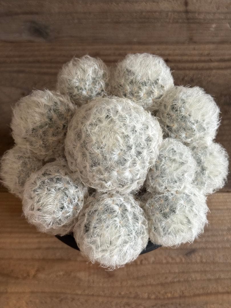 【羽衣タイプ】マミラリア 白星 雪絹丸 大福丸 希望丸 姫春星 白鳥