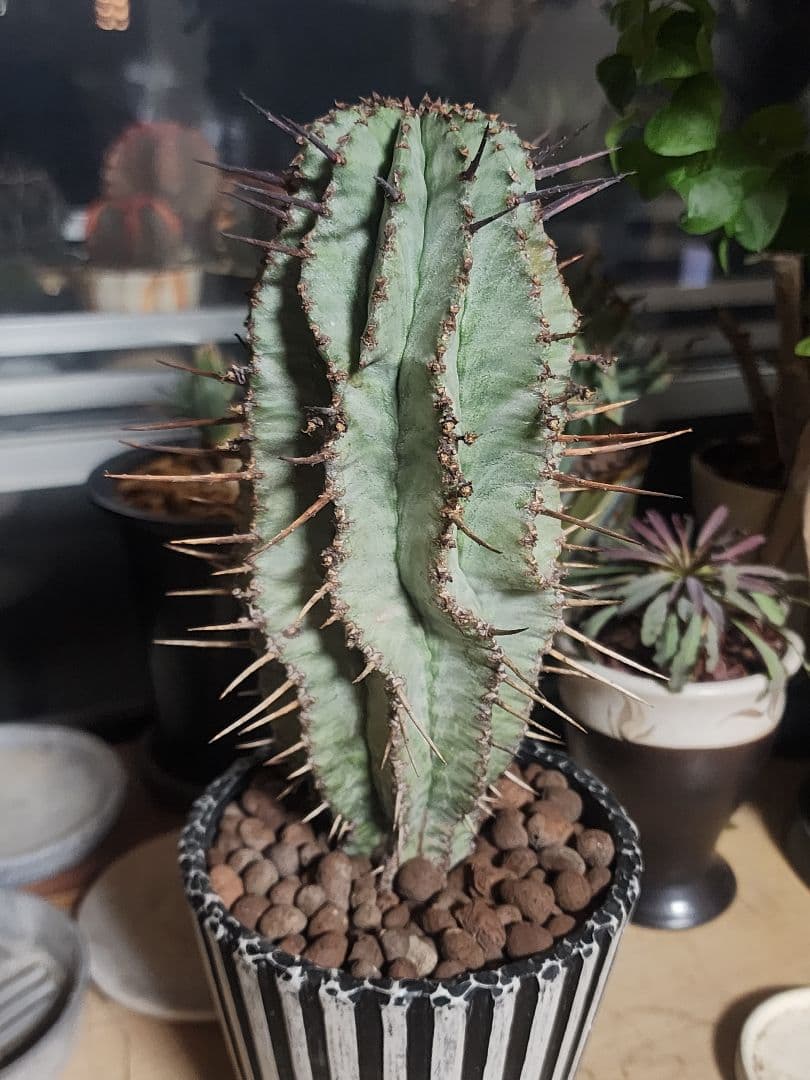 ユーフォルビア ホリダ 実生