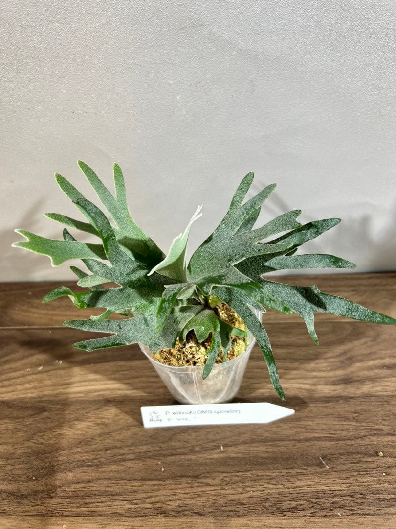 NAOP. Willinckii Omg(spore) 【68】メルカリ便