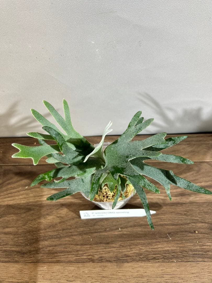 NAOP. Willinckii Omg(spore) 【68】メルカリ便