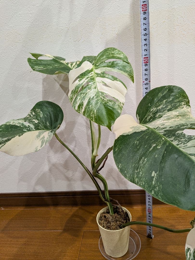 希少品種！散り斑の極上モンステラ1鉢 　ボルシギアナホワイトタイガー