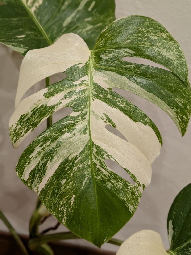 希少品種！散り斑の極上モンステラ1鉢 　ボルシギアナホワイトタイガー
