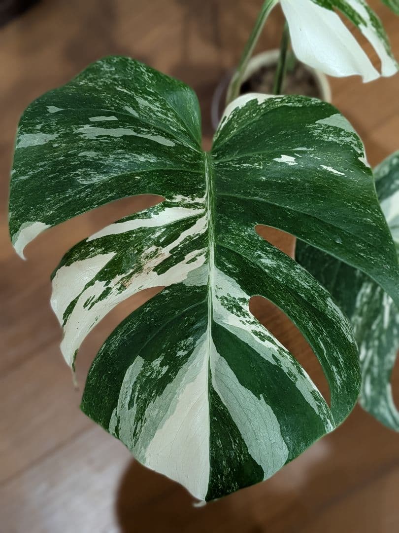 希少品種！散り斑の極上モンステラ1鉢 　ボルシギアナホワイトタイガー