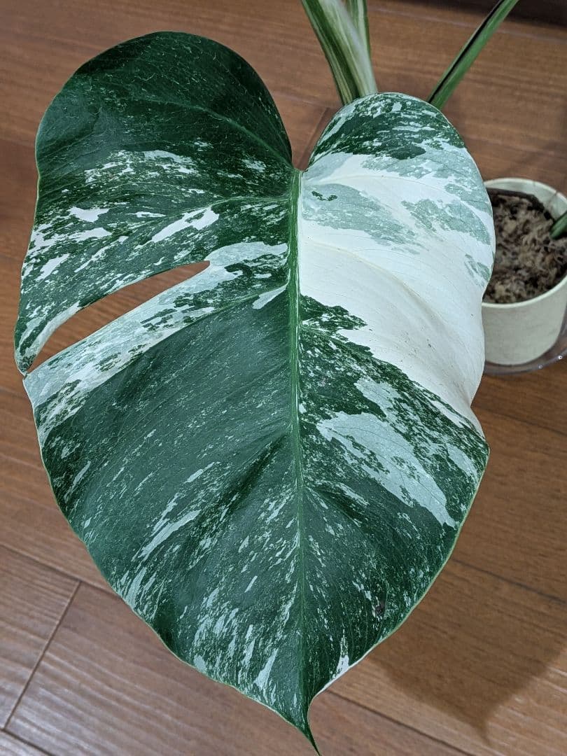 希少品種！散り斑の極上モンステラ1鉢 　ボルシギアナホワイトタイガー
