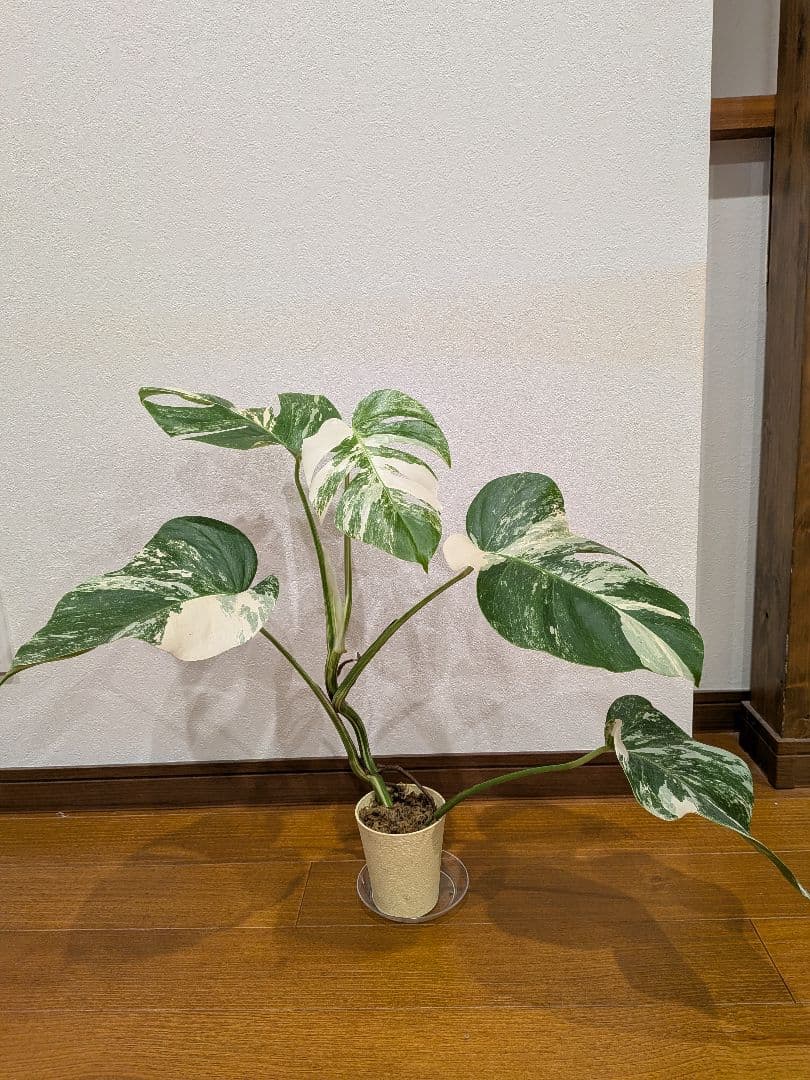 希少品種！散り斑の極上モンステラ1鉢 　ボルシギアナホワイトタイガー