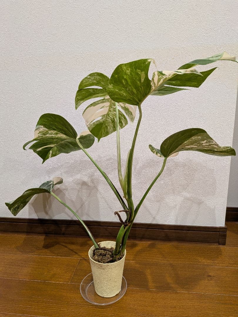 希少品種！散り斑の極上モンステラ1鉢 　ボルシギアナホワイトタイガー