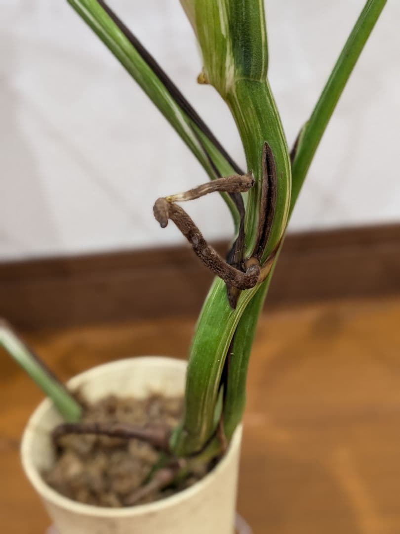 希少品種！散り斑の極上モンステラ1鉢 　ボルシギアナホワイトタイガー