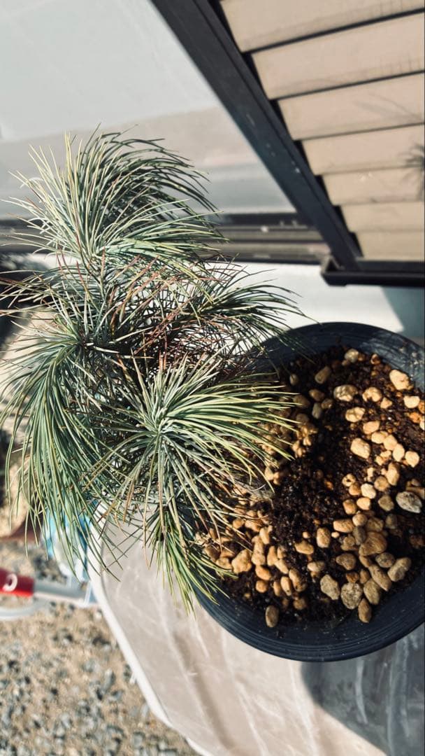 マルチネスピニョンマツ　綺麗です。