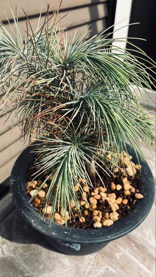 マルチネスピニョンマツ　綺麗です。