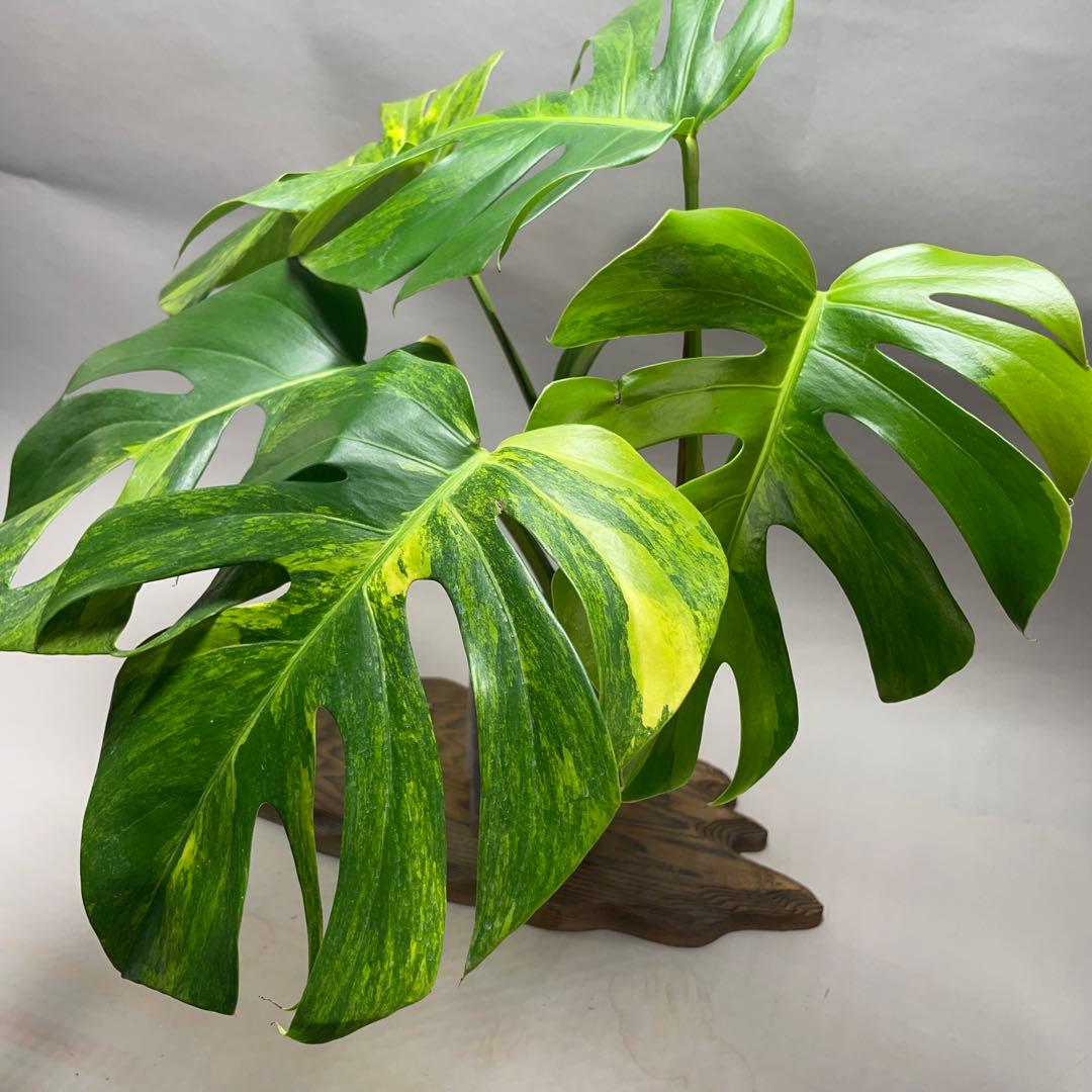 q40 モンステラ　ボルギシアナ　オーレア　黄斑