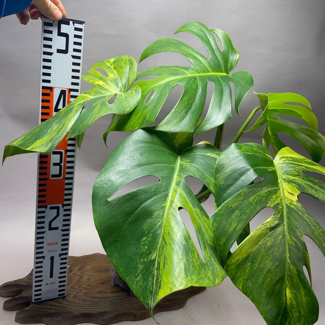 q40 モンステラ　ボルギシアナ　オーレア　黄斑