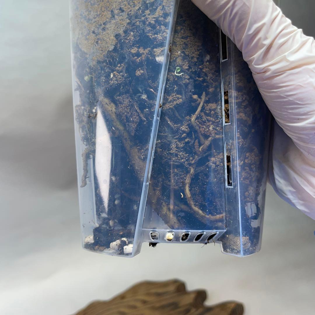 q40 モンステラ　ボルギシアナ　オーレア　黄斑