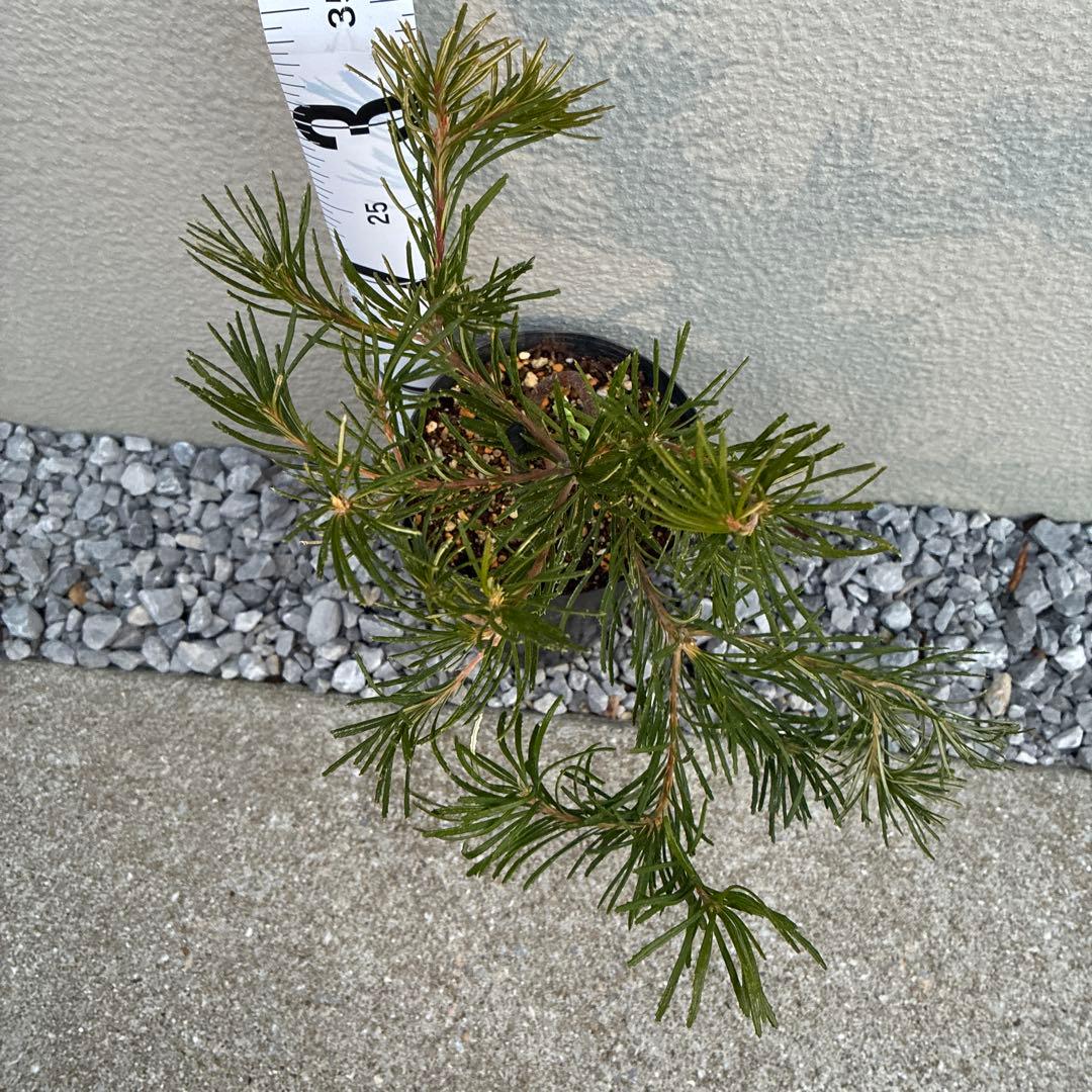 ★超希少★ バンクシア バースデーキャンドル