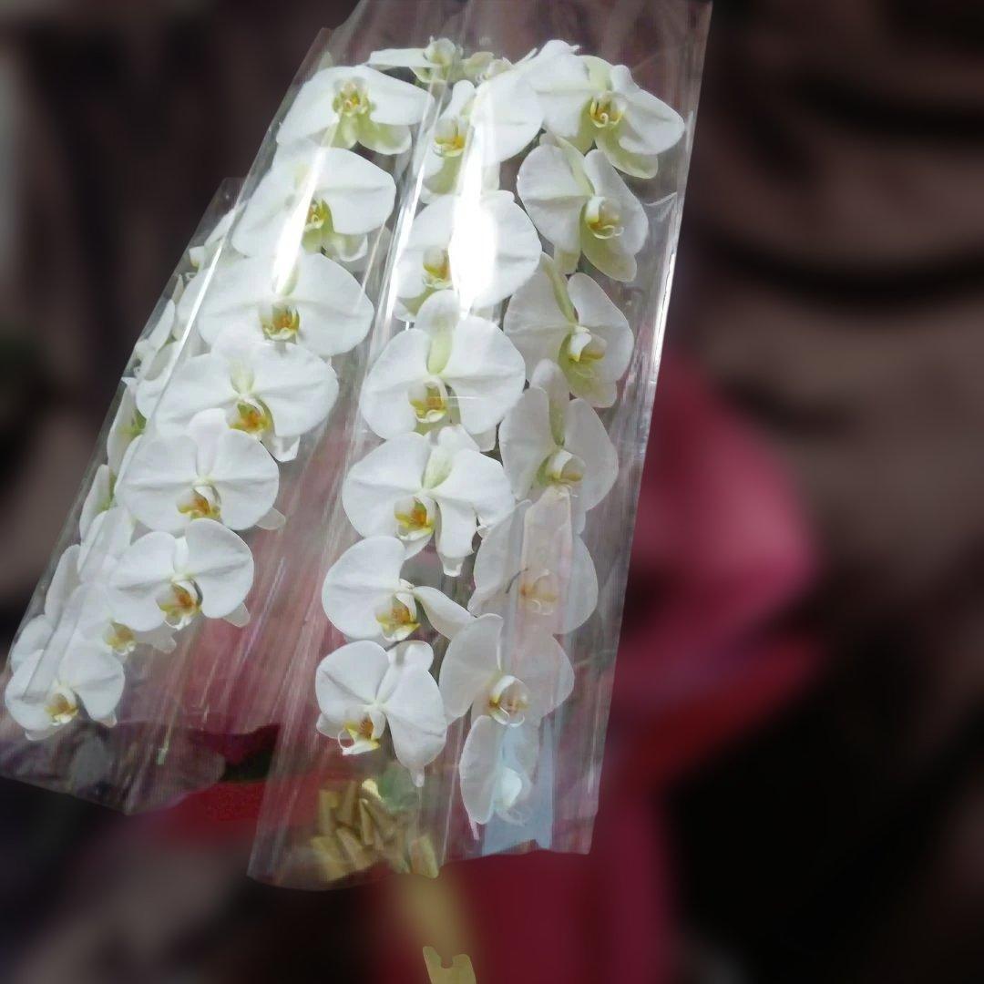 最終価格！胡蝶蘭　生花