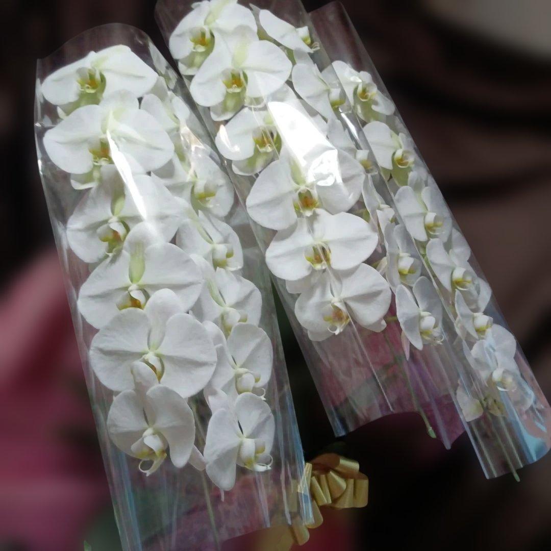 最終価格！胡蝶蘭　生花