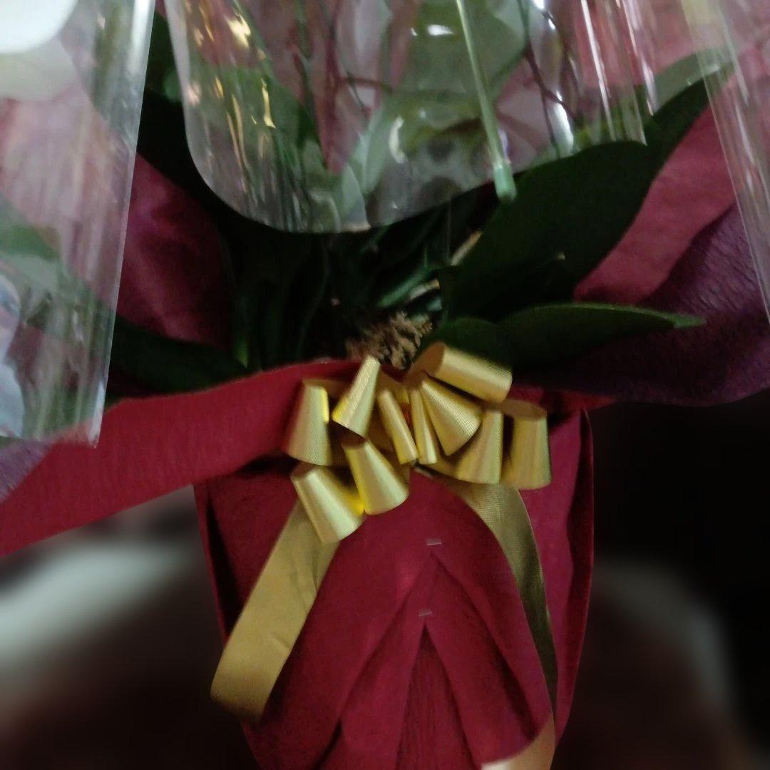 最終価格！胡蝶蘭　生花