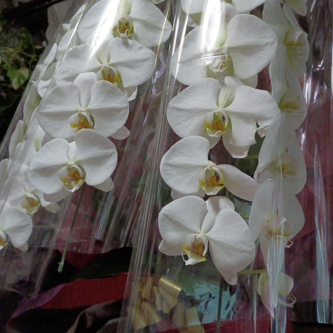 最終価格！胡蝶蘭　生花