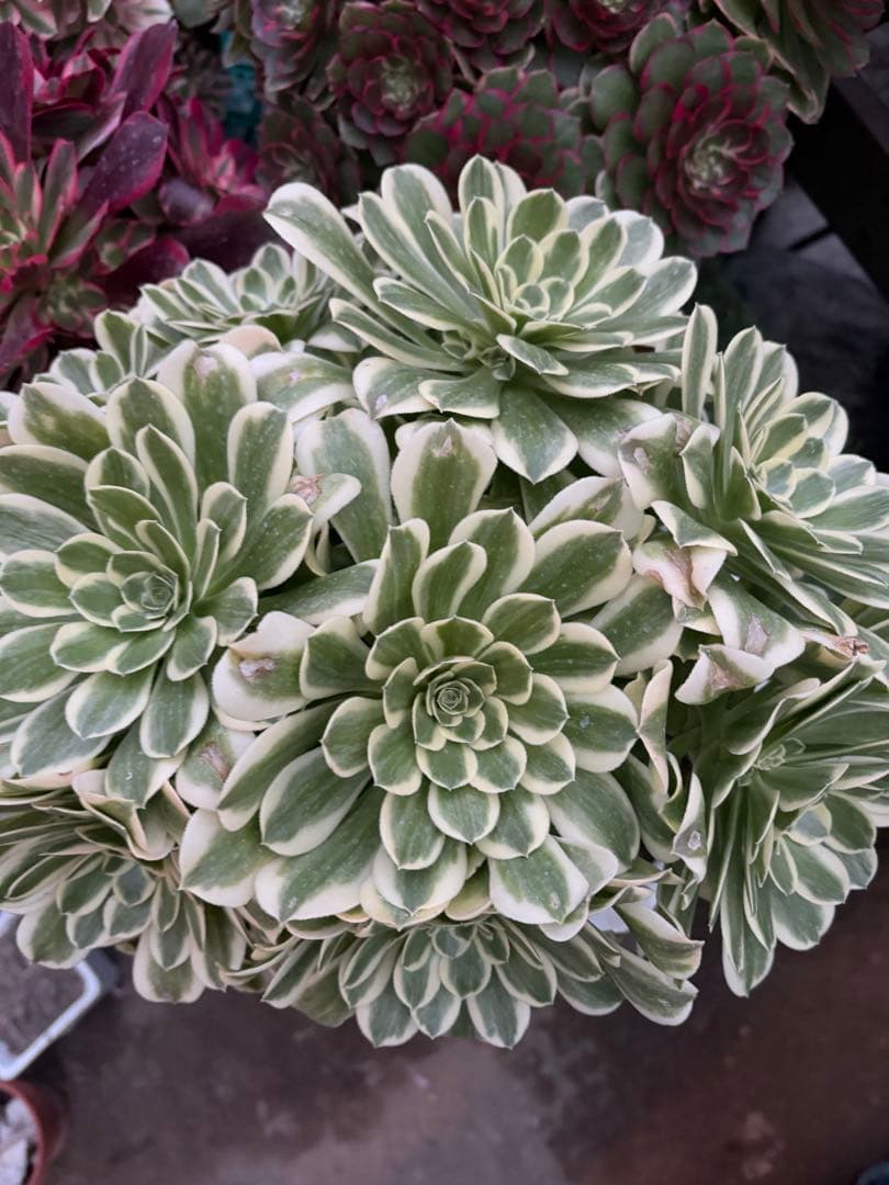 アエオニウム　マイバッハ綴化錦