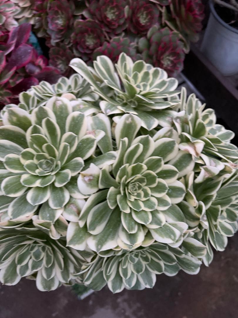 アエオニウム　マイバッハ綴化錦