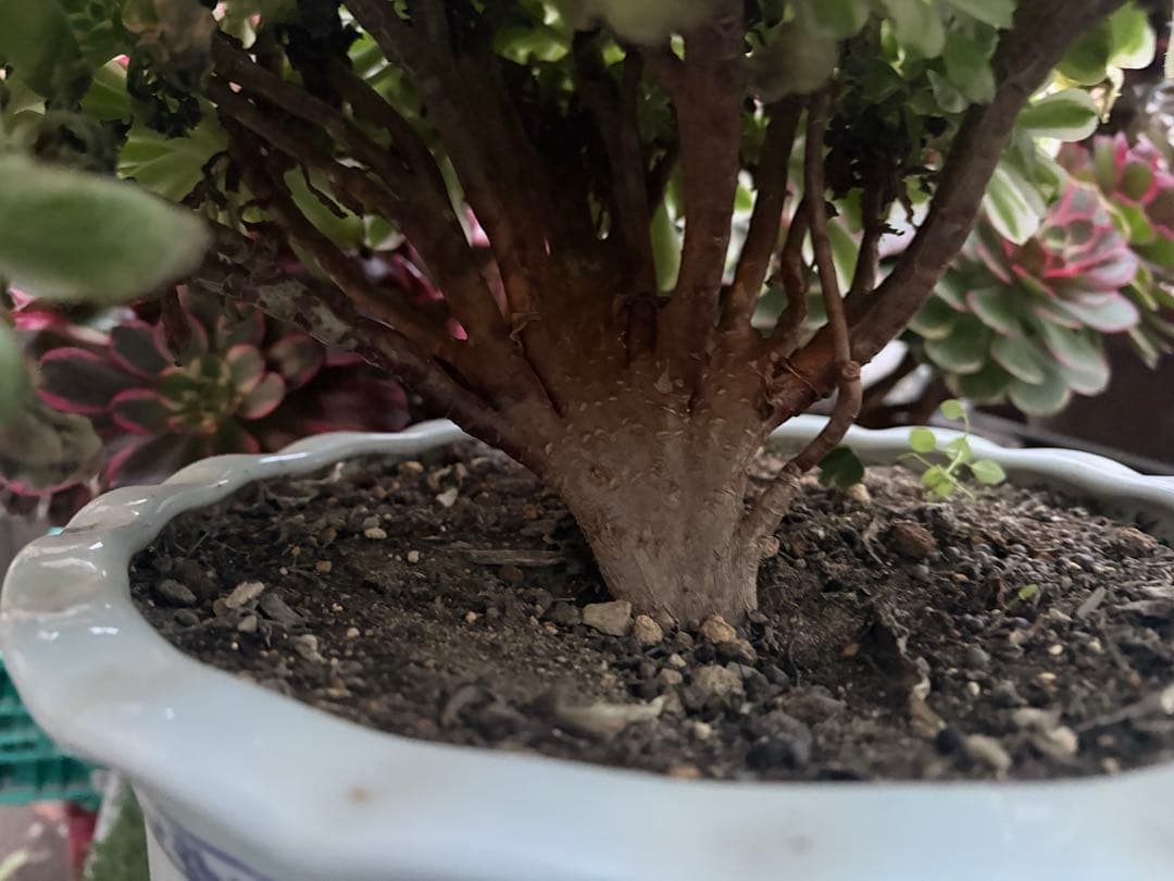 アエオニウム　マイバッハ綴化錦