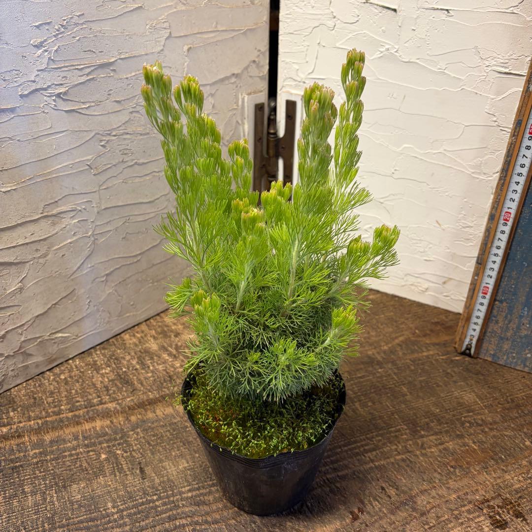 y*a様 ガーデニング　てんこ盛りアソート　16ポット　ワックスフラワー　ラナン